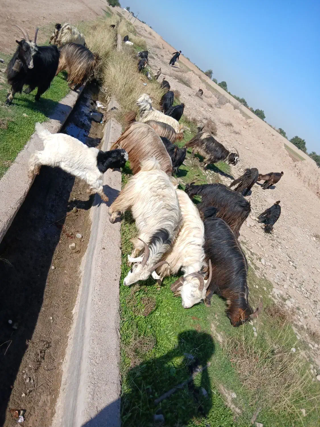 بز داشتی درجه 1|حیوانات مزرعه|دزفول, |دیوار