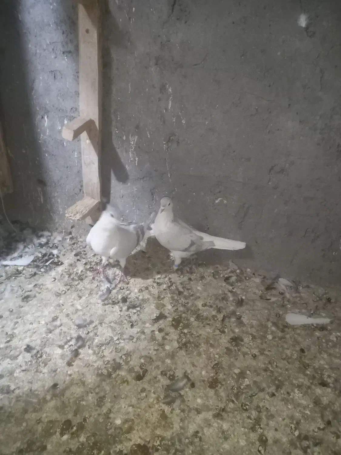 کبوتر عتیقه ساده آبی|پرنده|نصر آباد, |دیوار