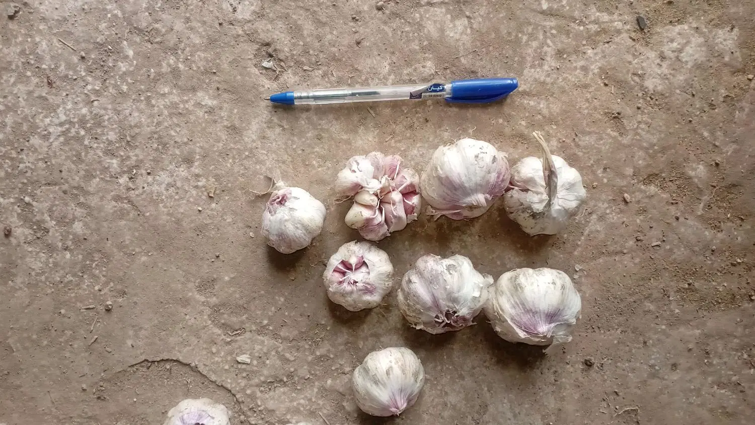 سیر کویر|خوردنی و آشامیدنی|سمنان, |دیوار