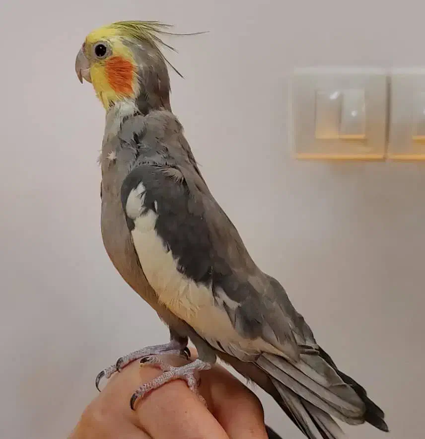 عروس هلندی|پرنده|قم, چهار مردان|دیوار