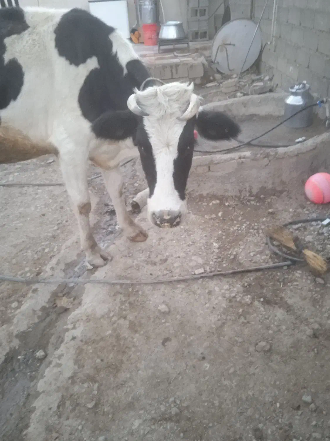 گاو هلشتاین شیری|حیوانات مزرعه|بیرانوند, |دیوار