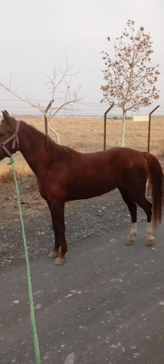 اسب مادیون 6ساله|اسب و تجهیزات اسبسواری|شاندیز, |دیوار