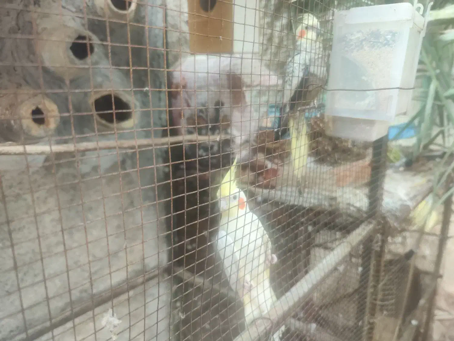 یک جفت عروس هلندی کار داده|پرنده|جم, |دیوار