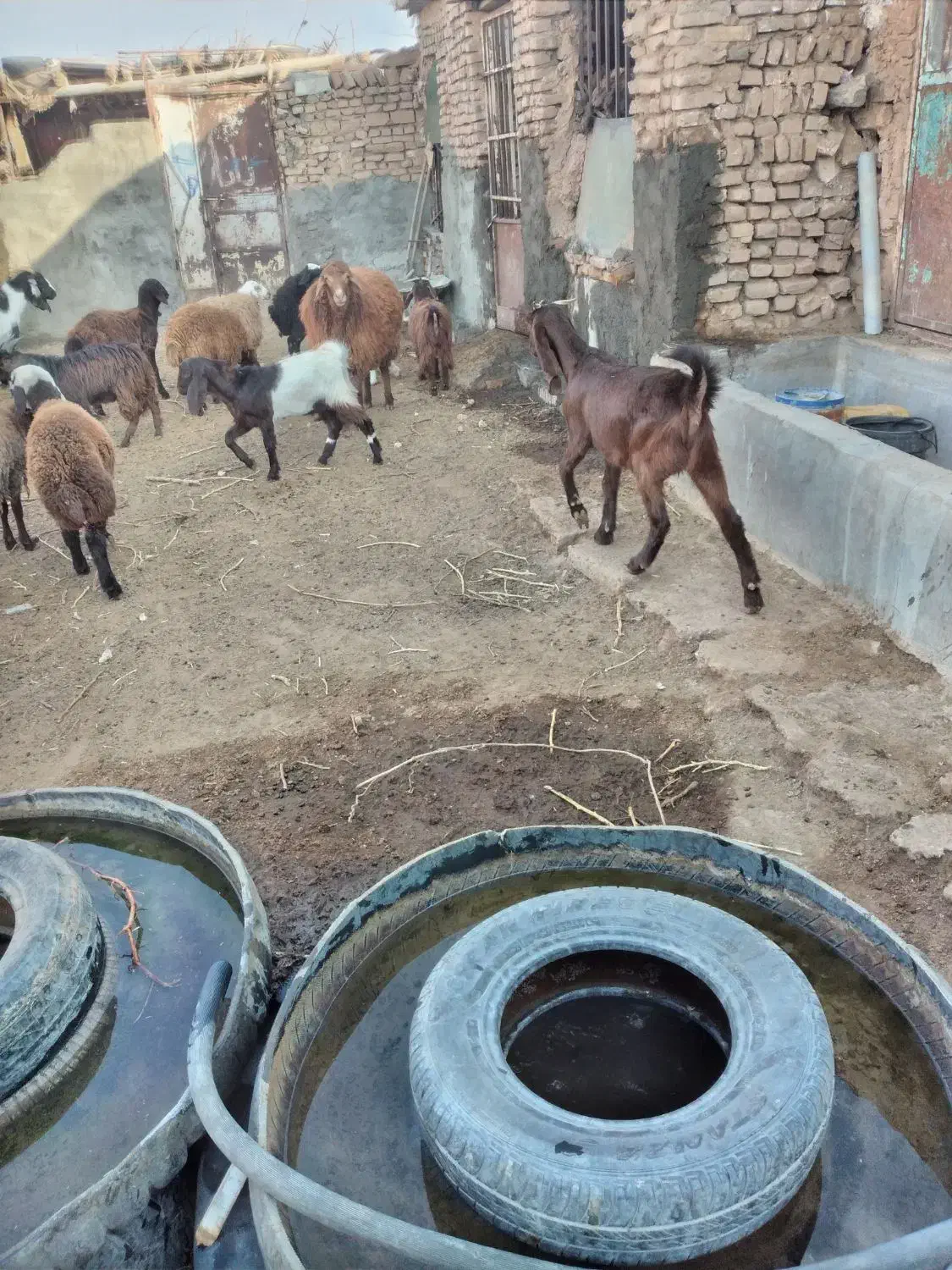 بز پاکستانی|حیوانات مزرعه|سبزوار, قصبه غربی|دیوار