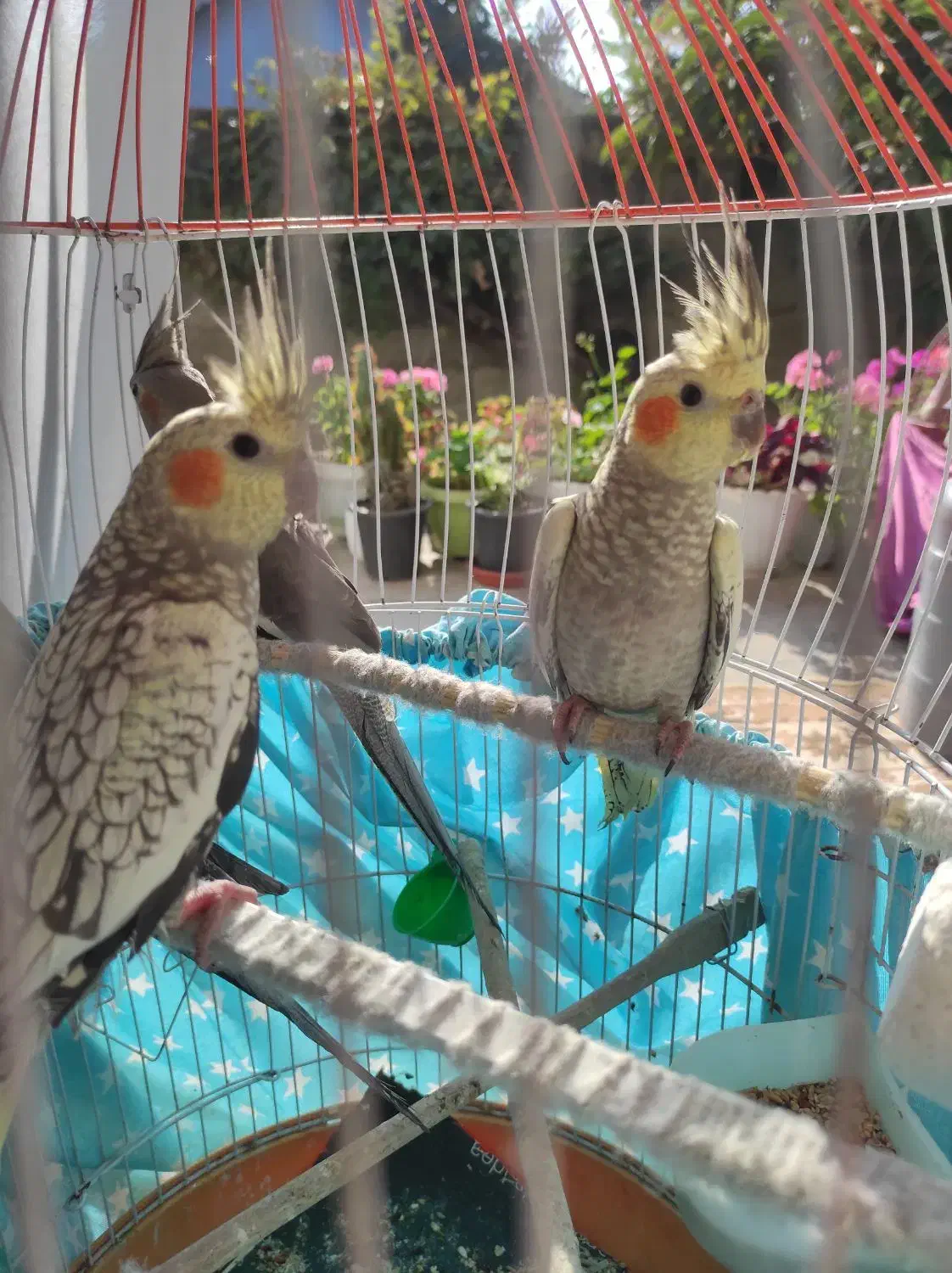 سه  عدد جوجه  عروس هلندی|پرنده|صومعه‌سرا, |دیوار