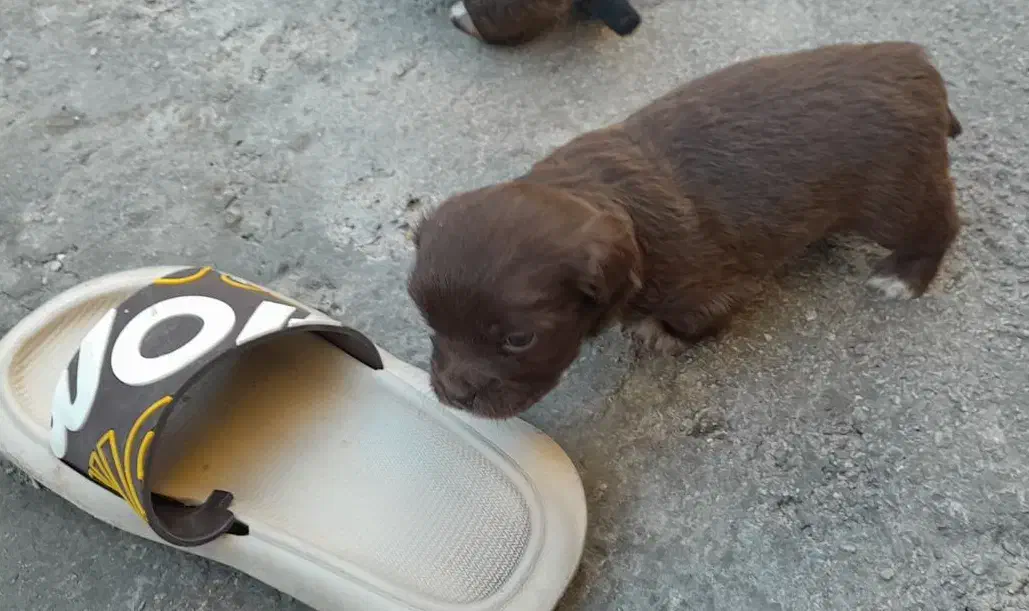 سگ پاکوتاه|سگ|اسلامآباد غرب, |دیوار