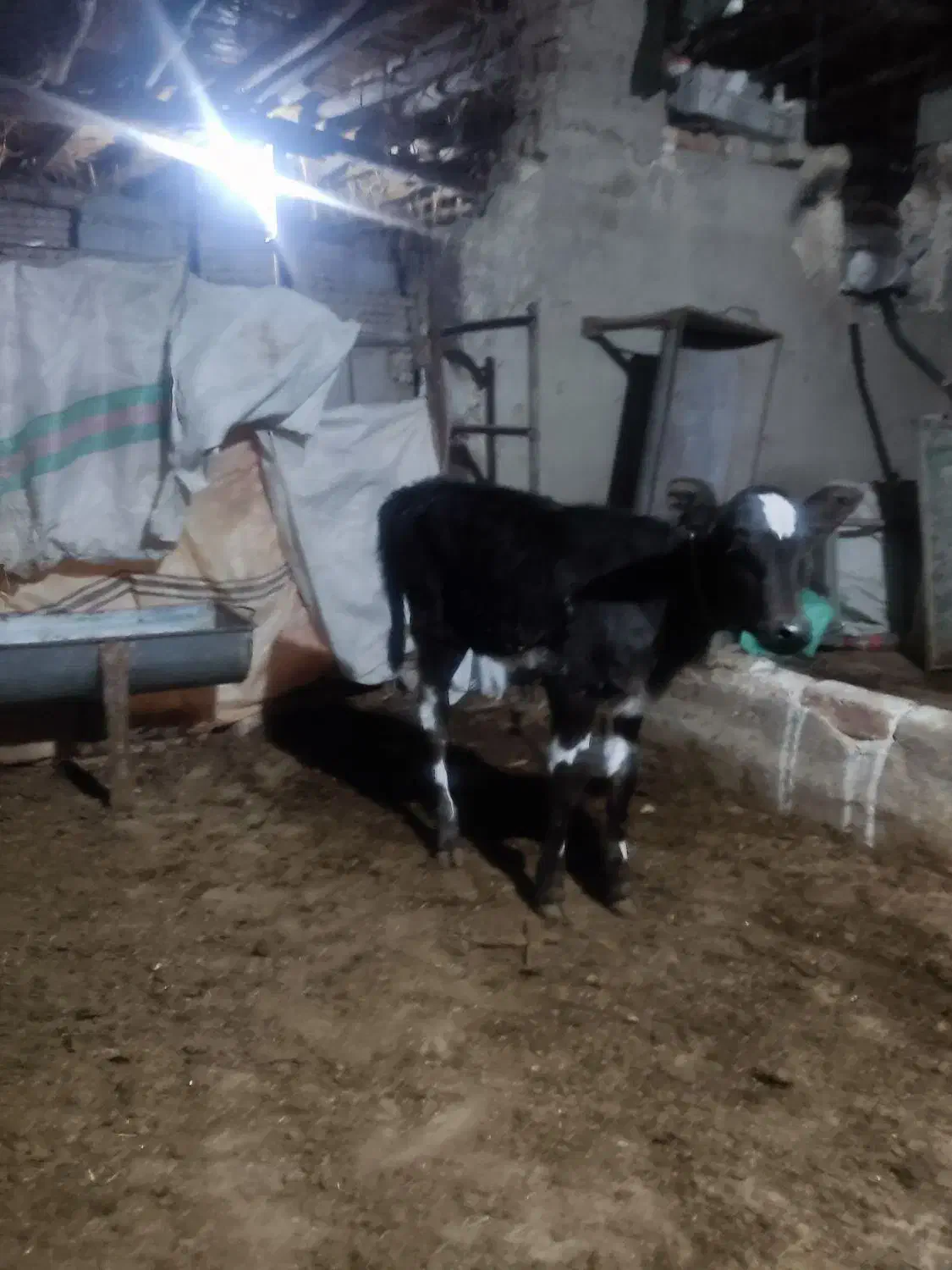 گوساله|حیوانات مزرعه|گنبد کاووس, |دیوار