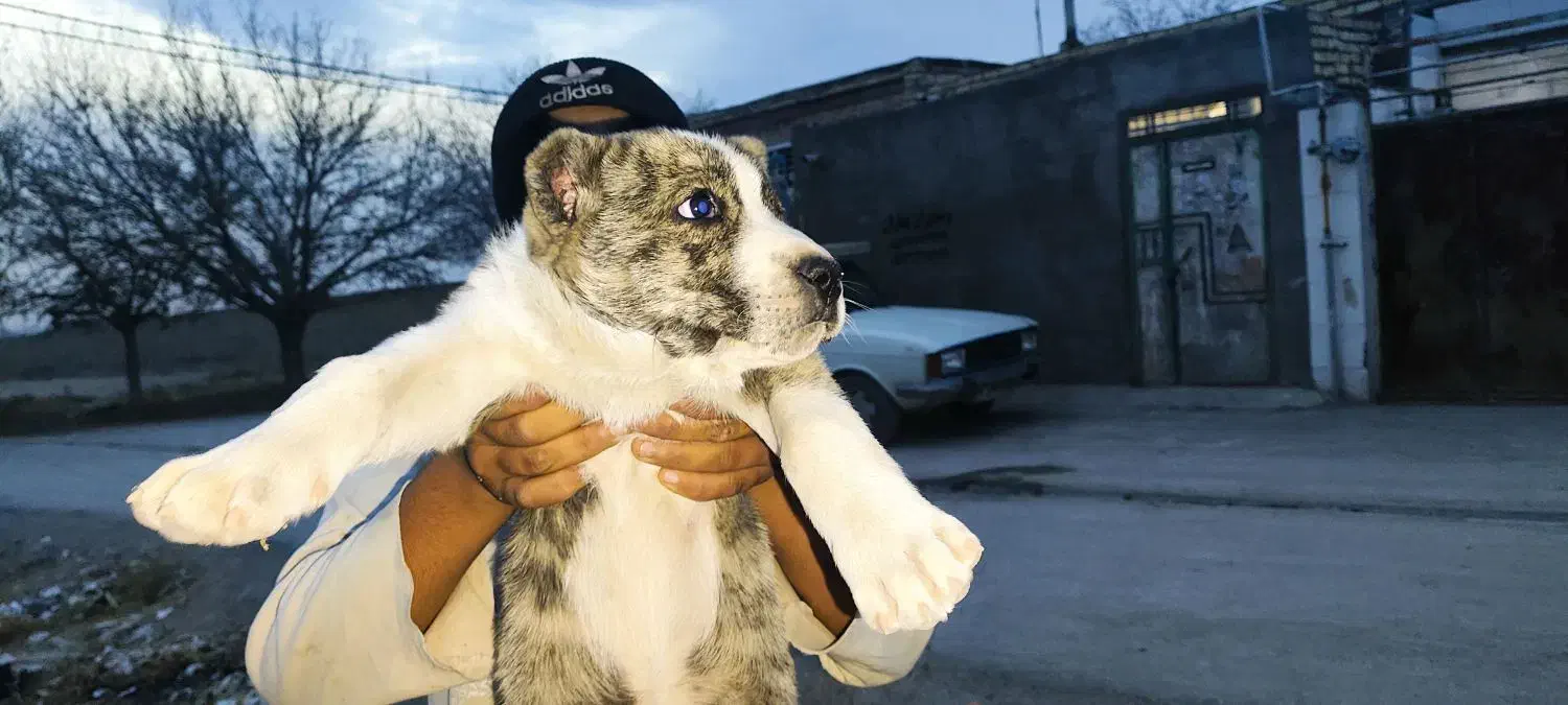 توله سگ|سگ|مشهد, تبادکان|دیوار