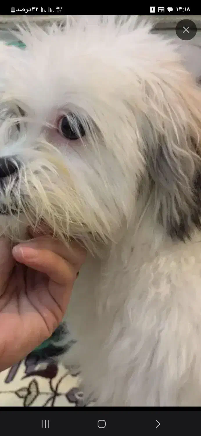 سگ تریر ۱ساله نر|سگ|باسمنج, |دیوار