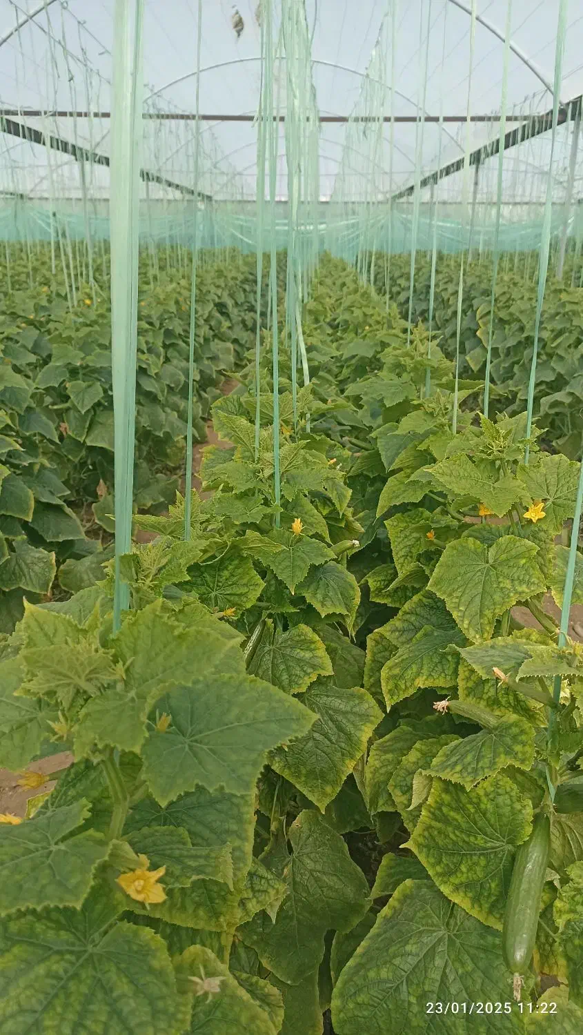 نخ بندی .پایین کشیدن خیار ب صورت روز انجام می شود|خدمات باغبانی و درختکاری|جیرفت, |دیوار