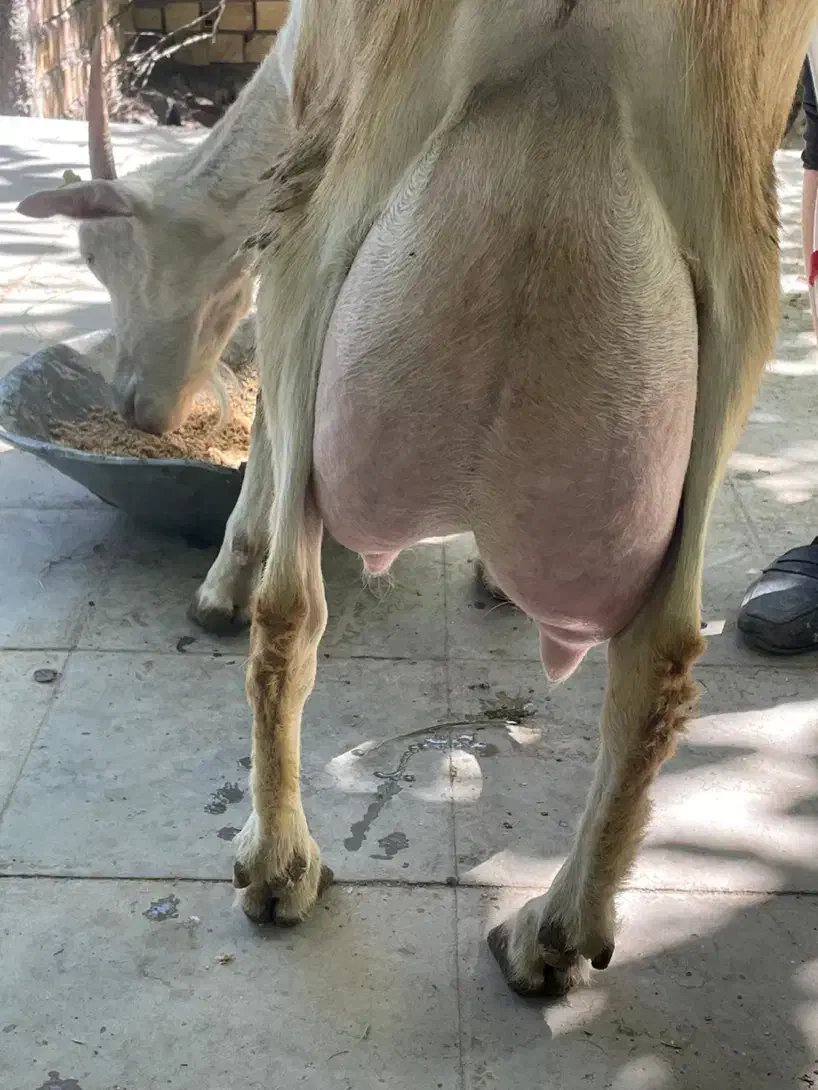 کهره نر سانن اصیل|حیوانات مزرعه|بم, |دیوار