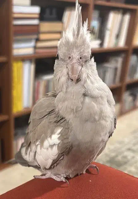 پرنده عروس هلندی|پرنده|سنقر, |دیوار