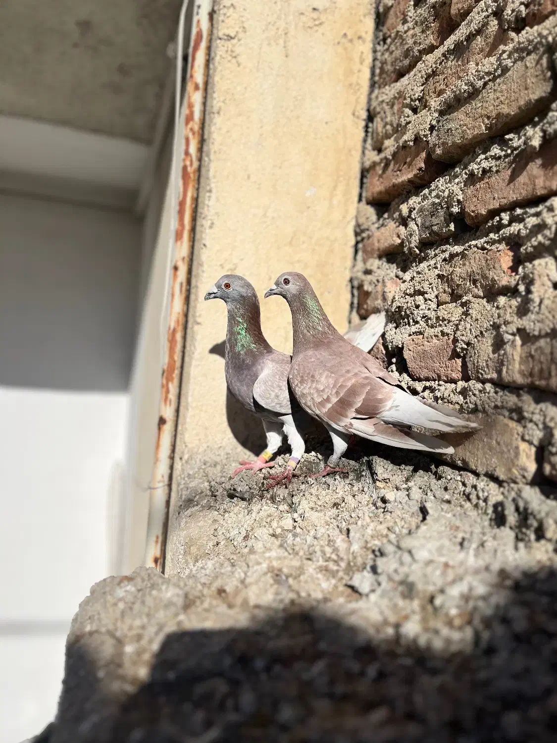 نرو ماده فروشی|حیوانات|گنبد کاووس, |دیوار