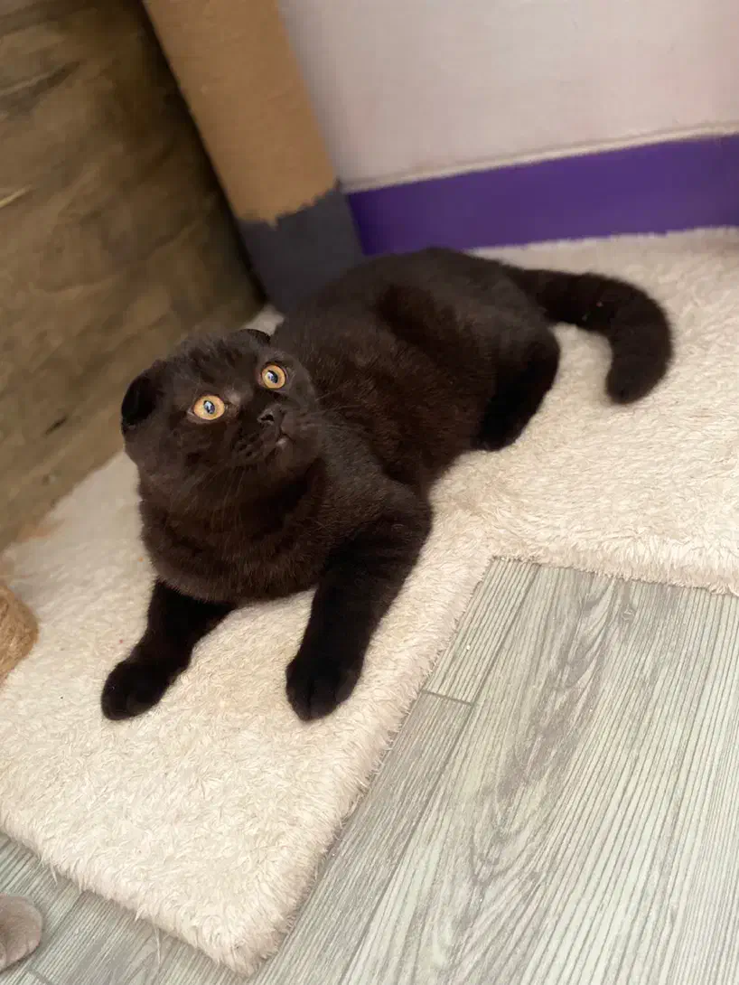 گربه اسکاتیش مشکی|گربه|شیراز, ریشمک|دیوار