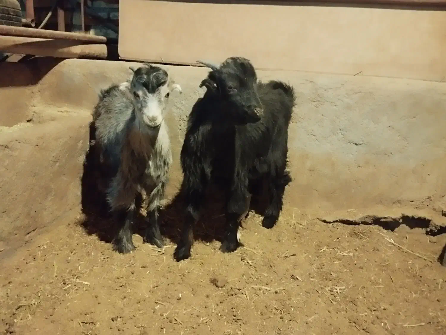 بز بزغاله|حیوانات مزرعه|چادگان, |دیوار