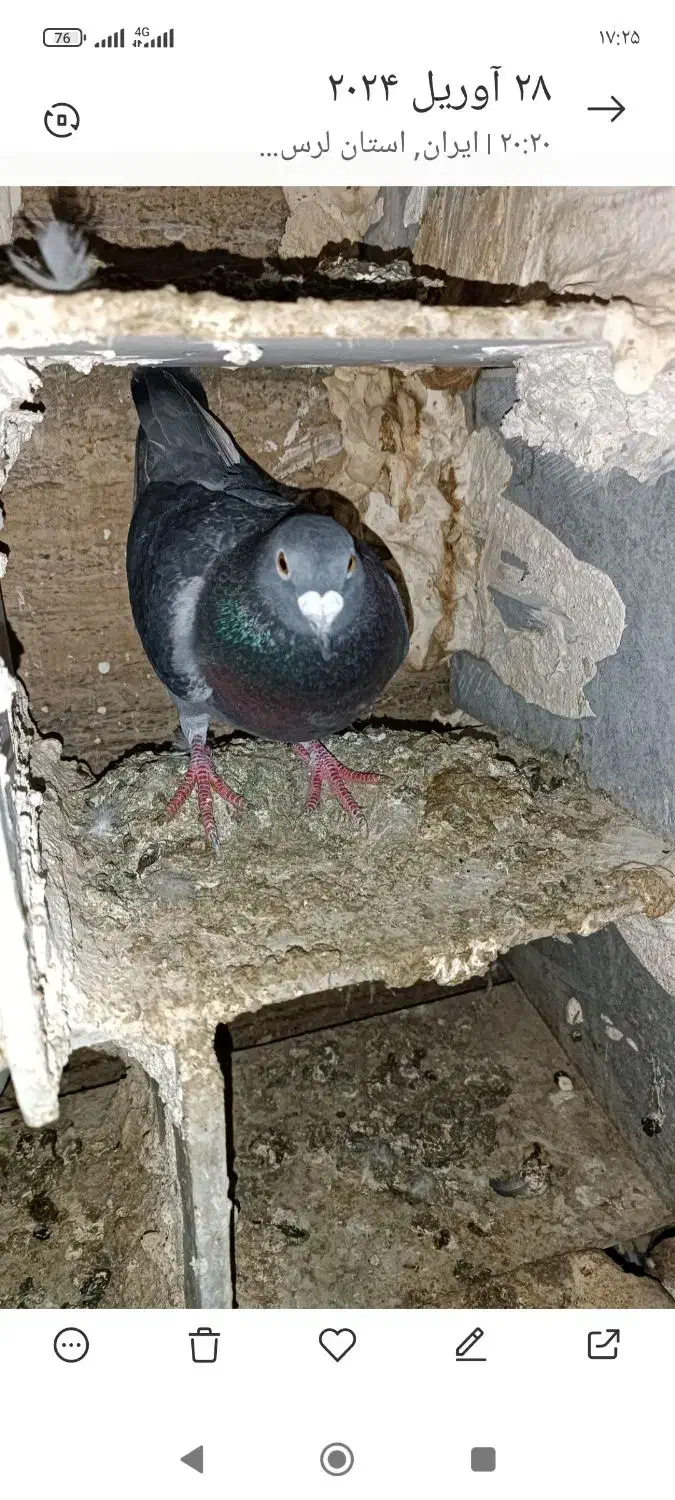 پلاکی|حیوانات|دورود, |دیوار