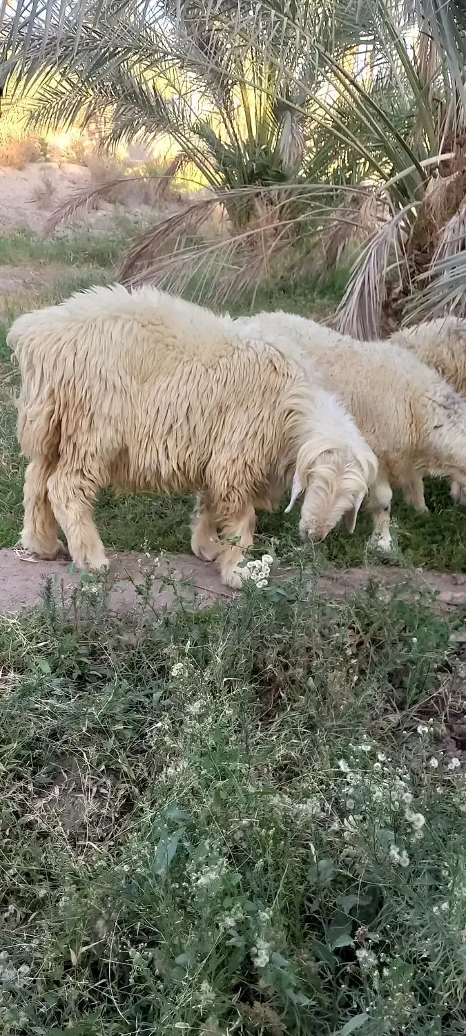 قوچ بختیاری بره|حیوانات مزرعه|جیرفت, |دیوار