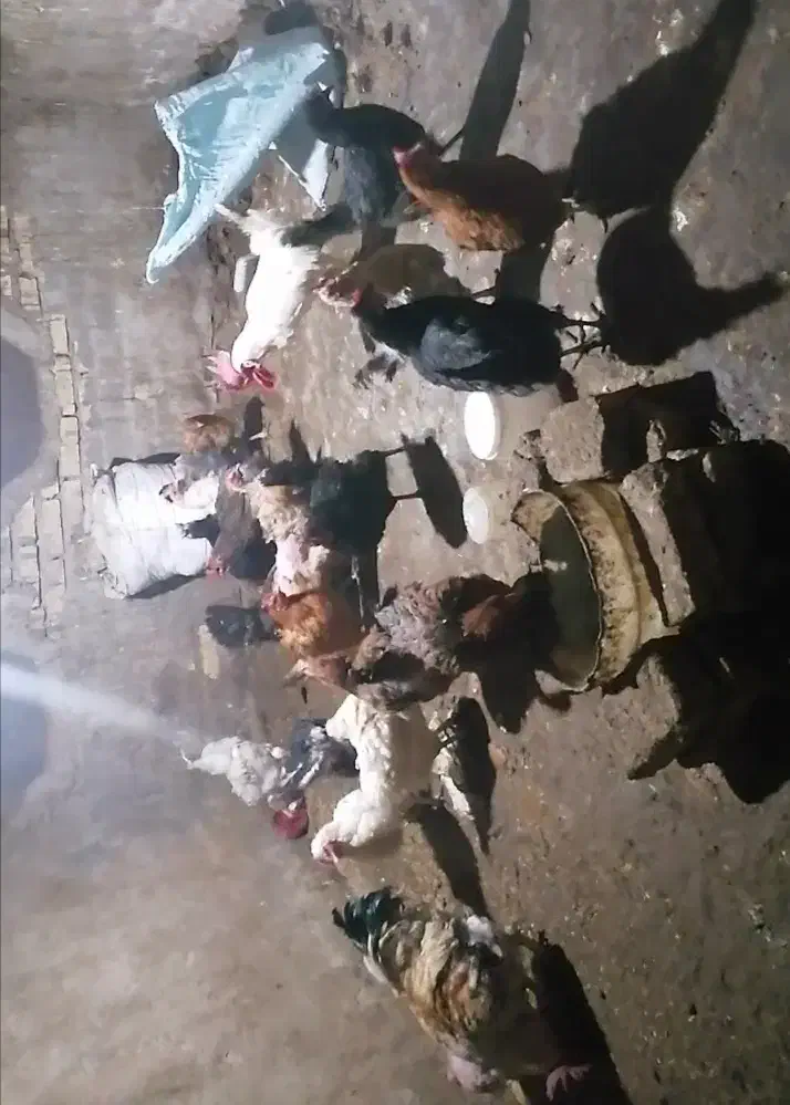 مرغ تخم گذار|حیوانات مزرعه|یزد, |دیوار