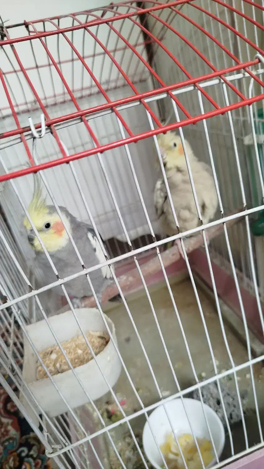 دو عدد عروس هلندی نر و ماده|پرنده|قدس, شهرقدس|دیوار