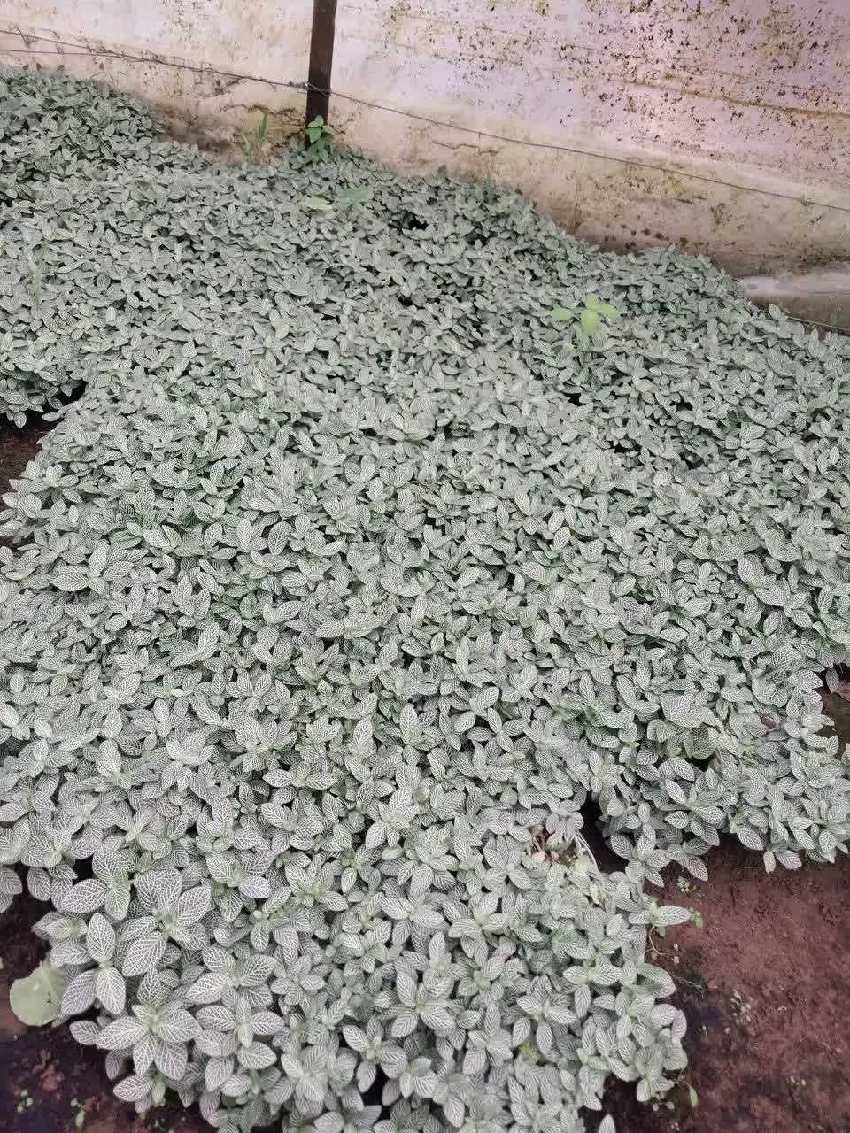 فیتونیا|گل و گیاه طبیعی|نشتارود, |دیوار