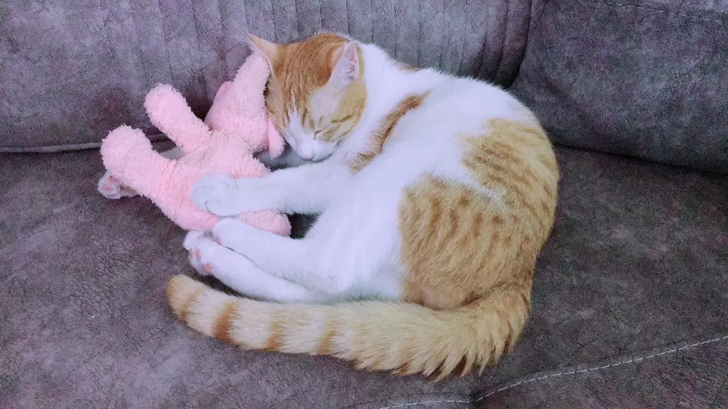 واگذاری گربه رایگان|گربه|آمل, |دیوار