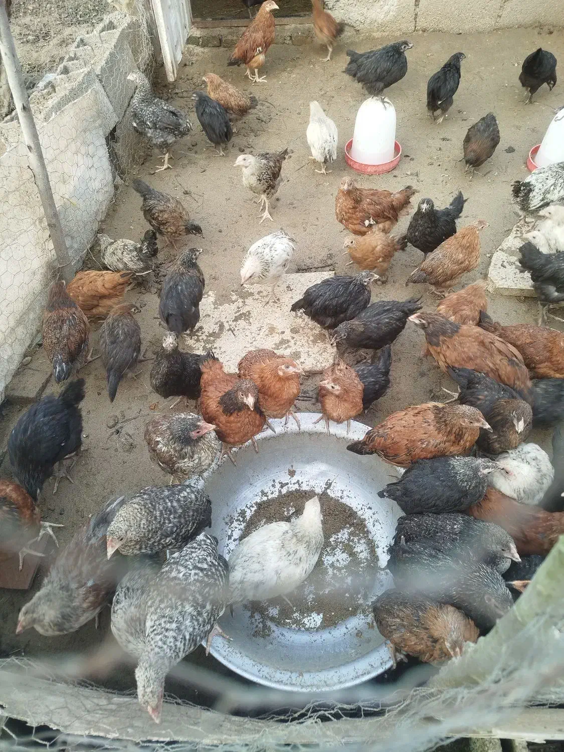 جوجه سه ماهه گلپایگانی|حیوانات مزرعه|رودسر, |دیوار