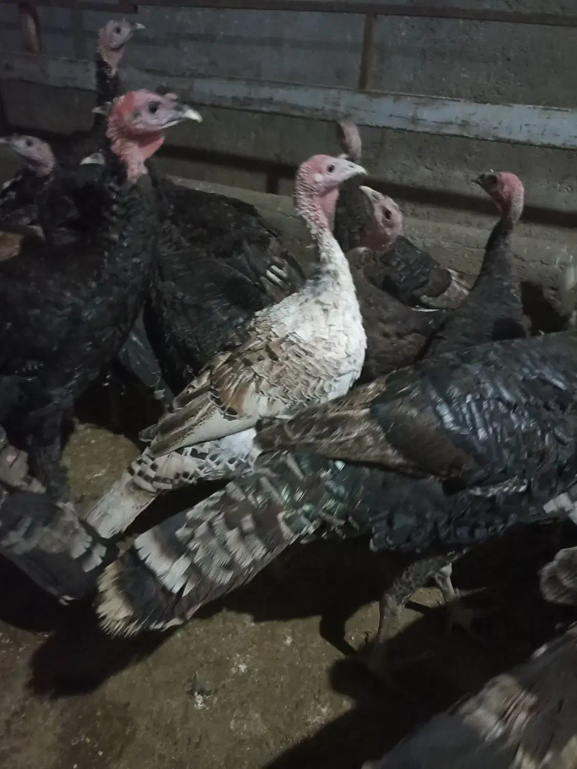 بوقلمون برنز وبربون|حیوانات مزرعه|قم, بوستان جوان|دیوار