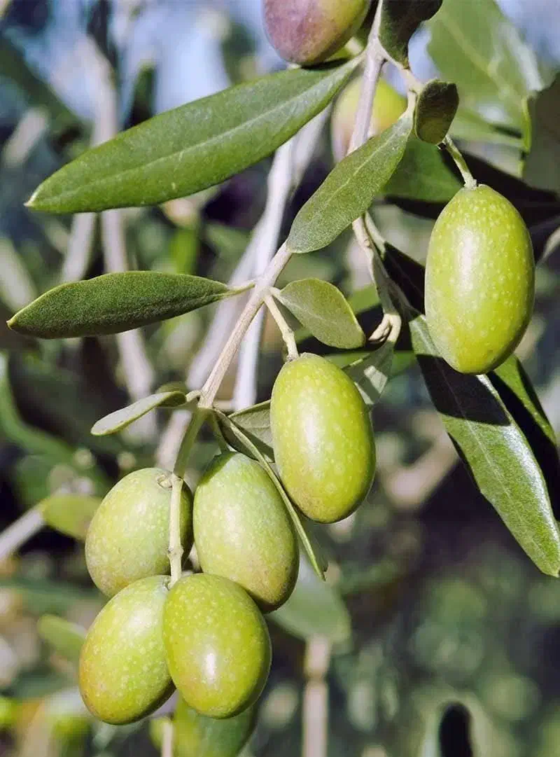 عرضه نهال زیتون خوشه ای درشت دیرگل|خدمات باغبانی و درختکاری|اقبالیه, |دیوار