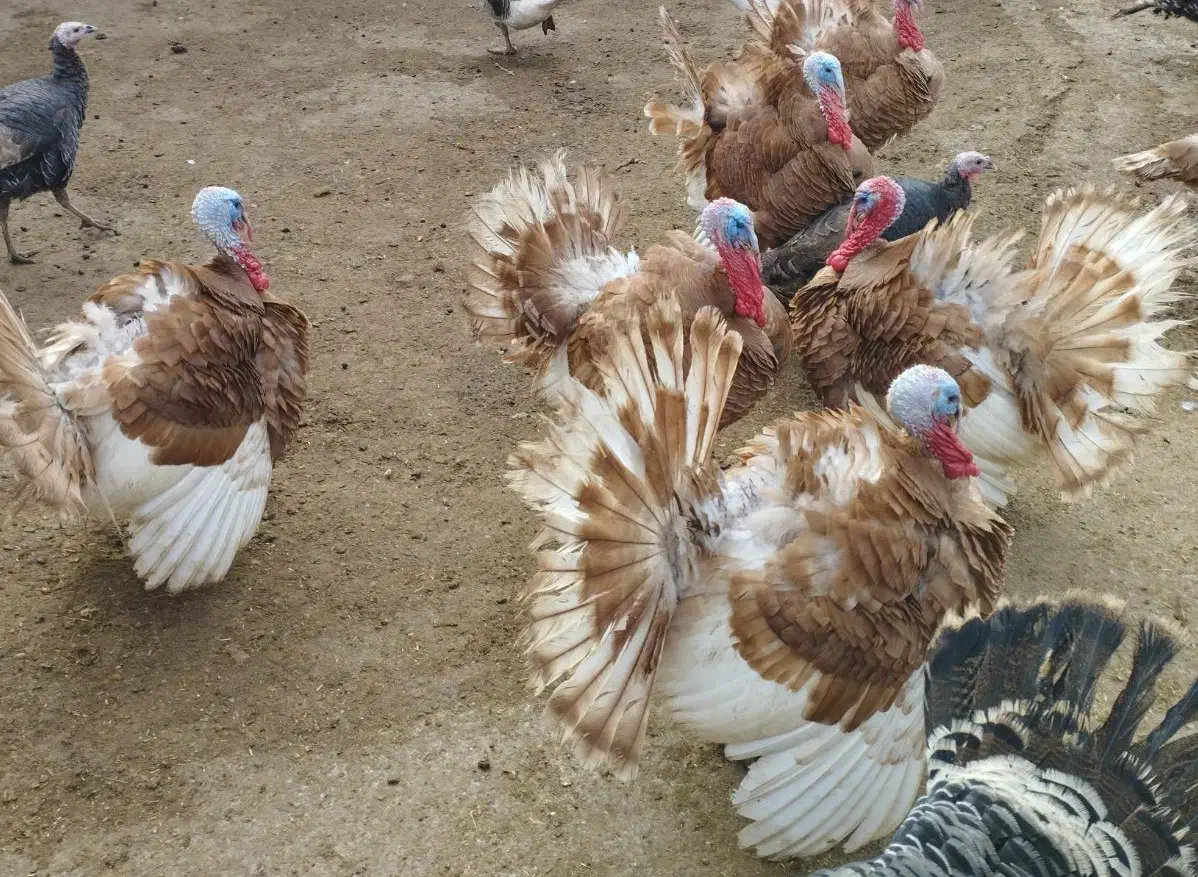 بو قلمون طبیعی|حیوانات مزرعه|اردبیل, |دیوار