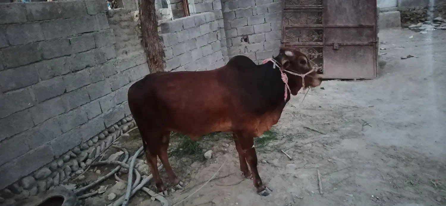 فروش فوری قیمت مناسب|حیوانات مزرعه|راسک, |دیوار