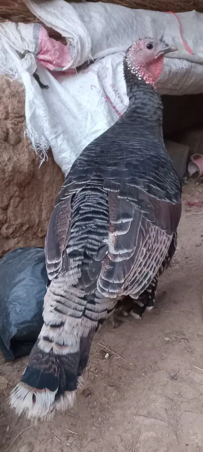 بوقلمون|حیوانات مزرعه|شهرکرد, |دیوار