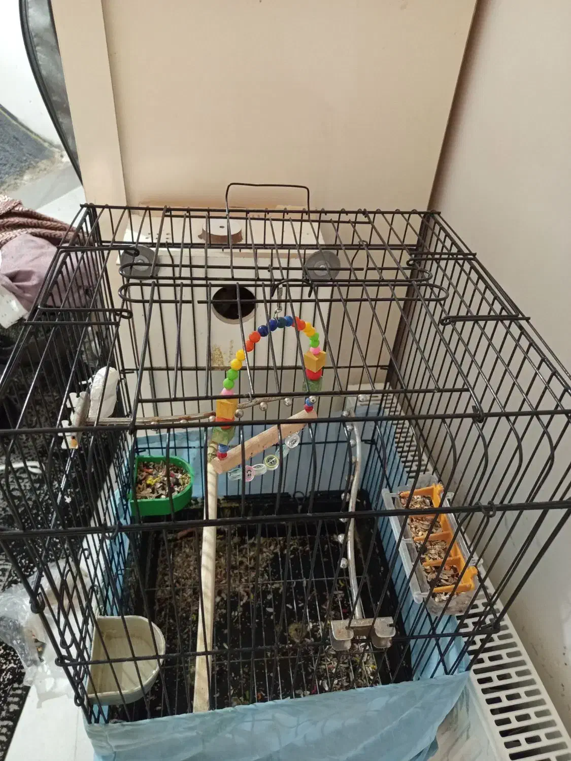 عروس هلندی|پرنده|ماکو, |دیوار