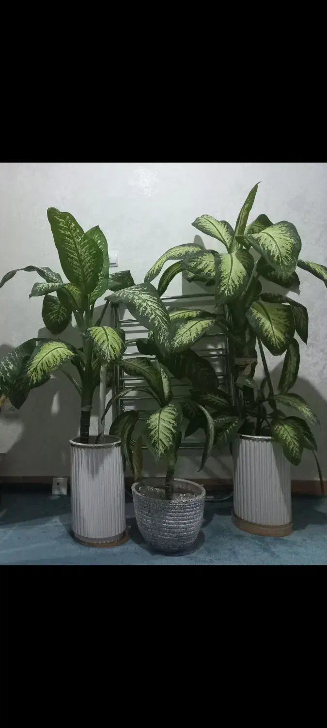 گل های بسیار زیبا|گل و گیاه طبیعی|چهاردانگه (تهران), |دیوار