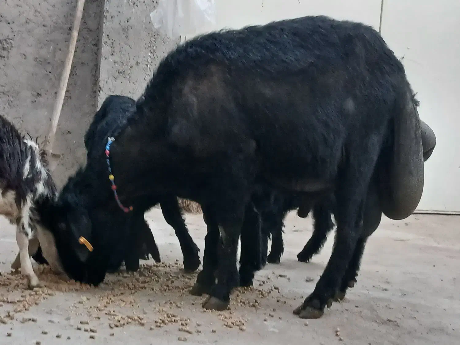 قوچ قارا قزال لوخت موسیم|حیوانات مزرعه|کوثر, |دیوار