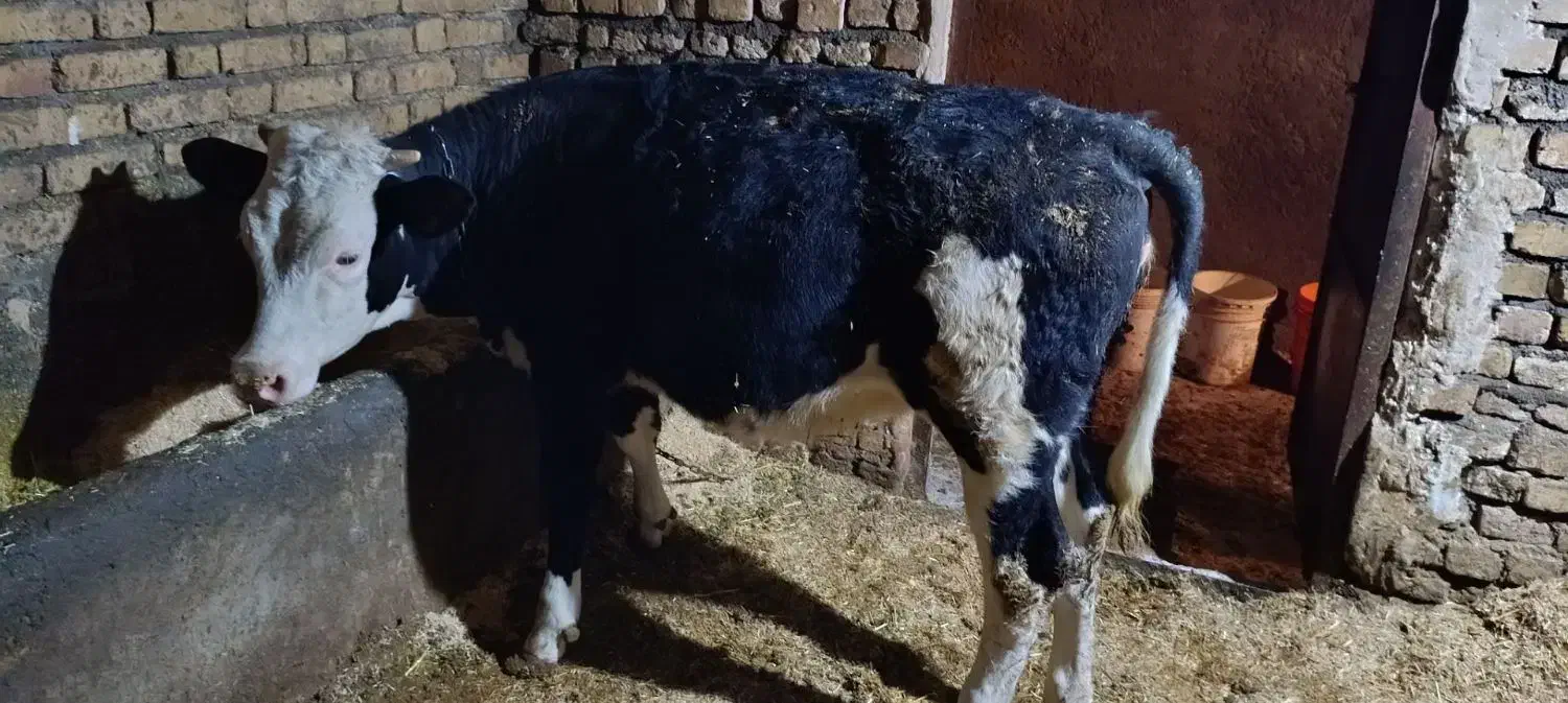 گوساله ماده|حیوانات مزرعه|دهگلان, |دیوار