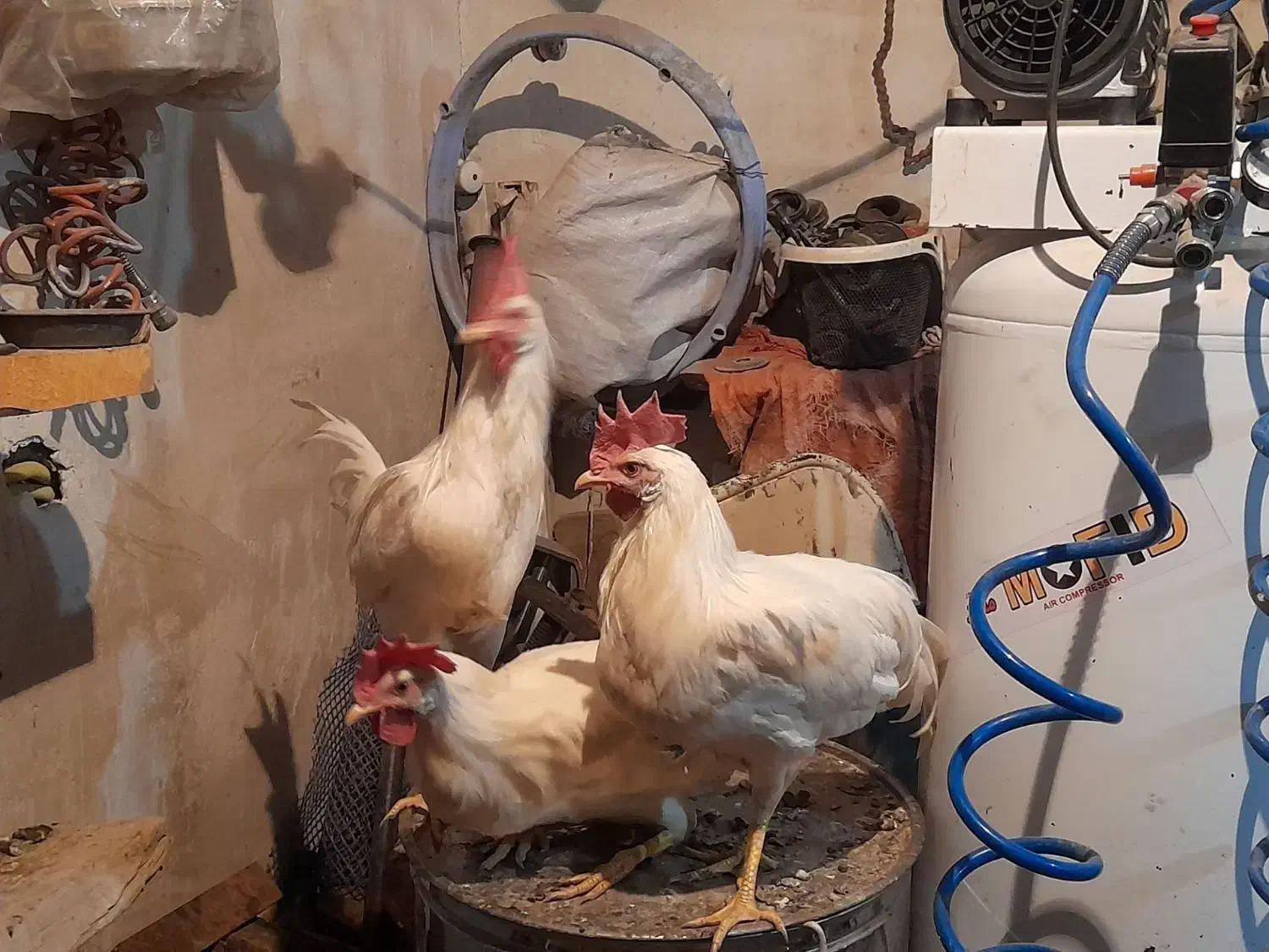 مرغ و خروس|حیوانات مزرعه|هریس, |دیوار