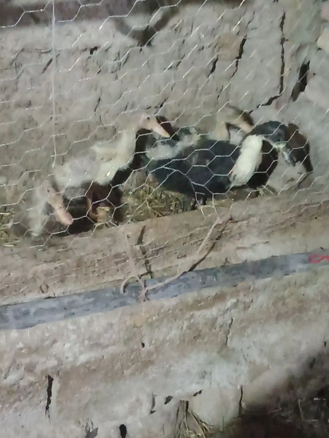 جوجه اردک|حیوانات مزرعه|مشگین شهر, |دیوار