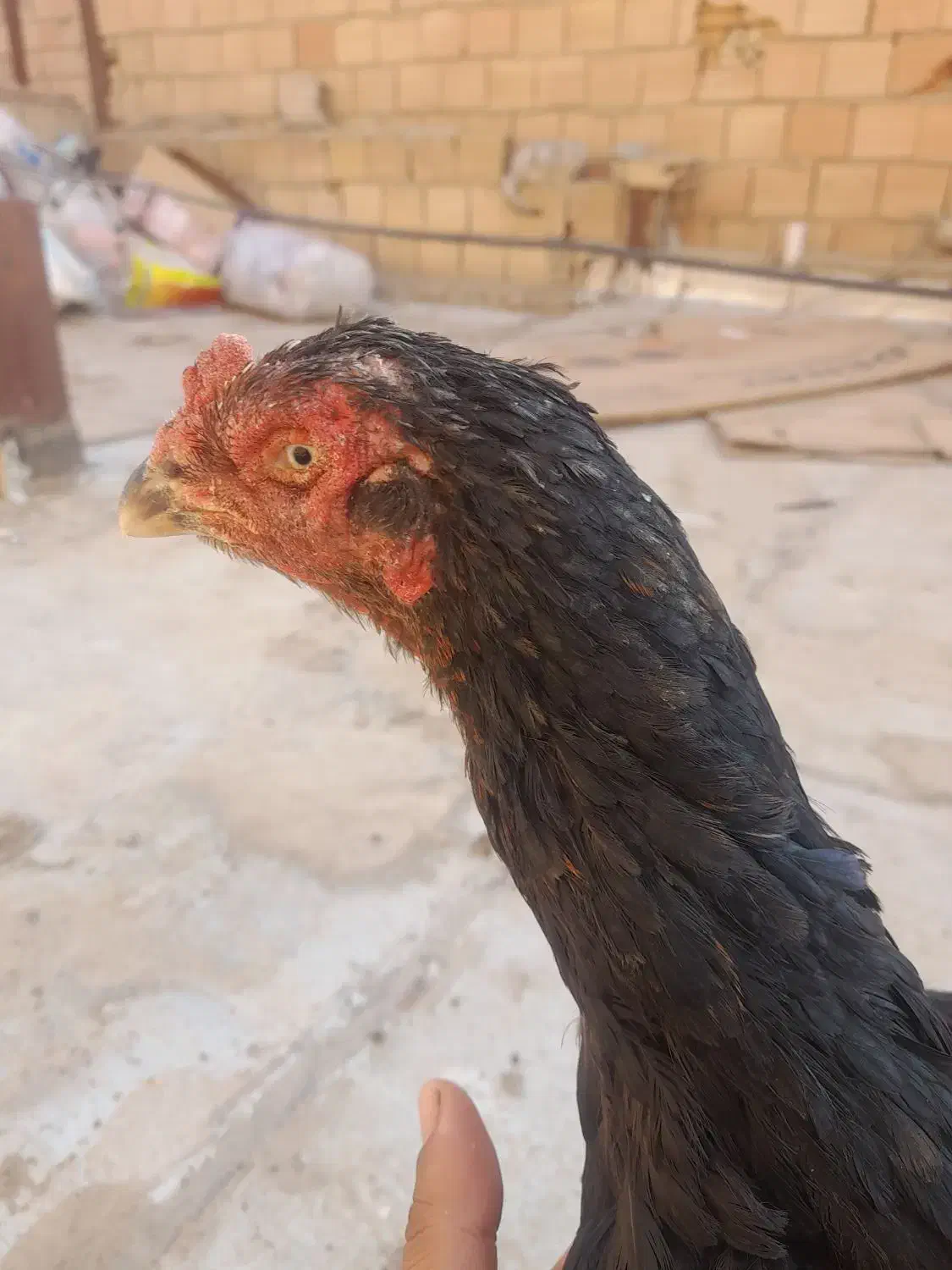 مرغ لاری مشکی|حیوانات مزرعه|خاوران, |دیوار