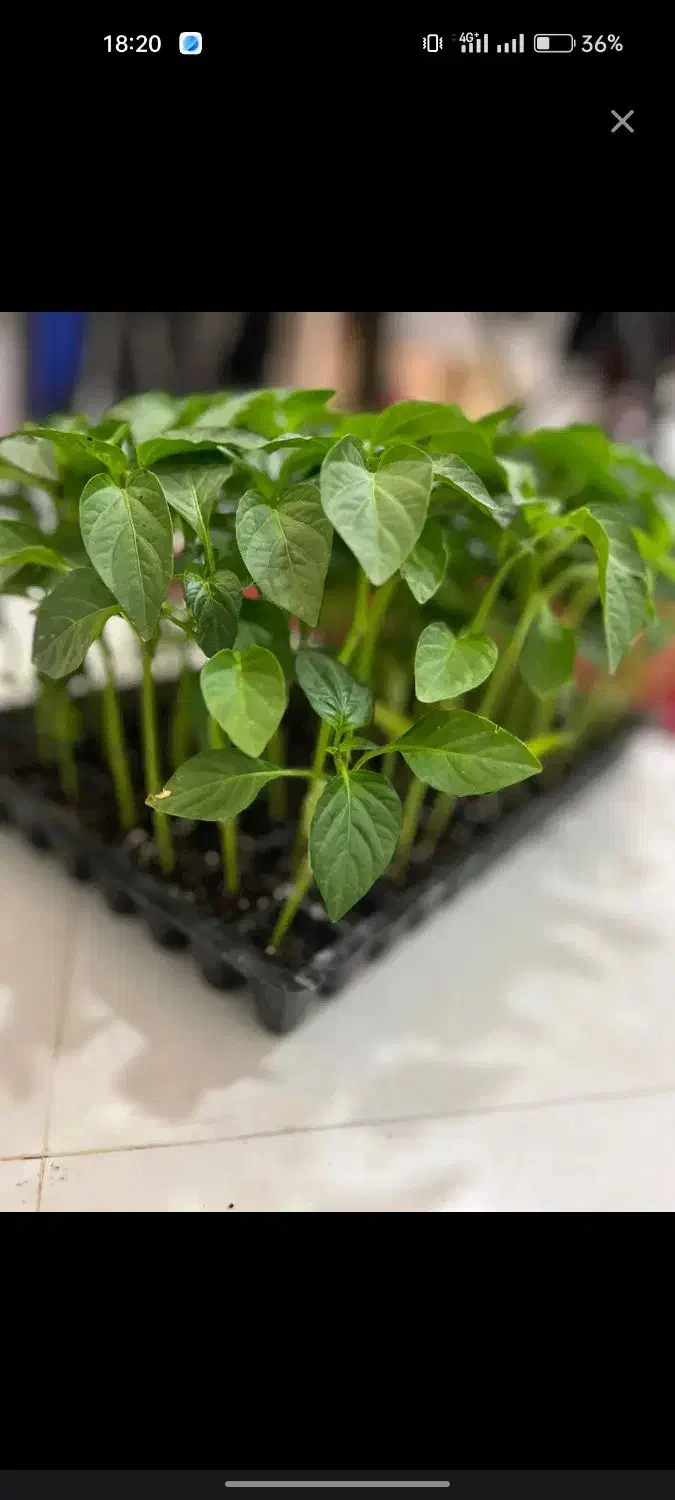 فروش فلفل فسفری y90|خدمات باغبانی و درختکاری|عنبرآباد, |دیوار