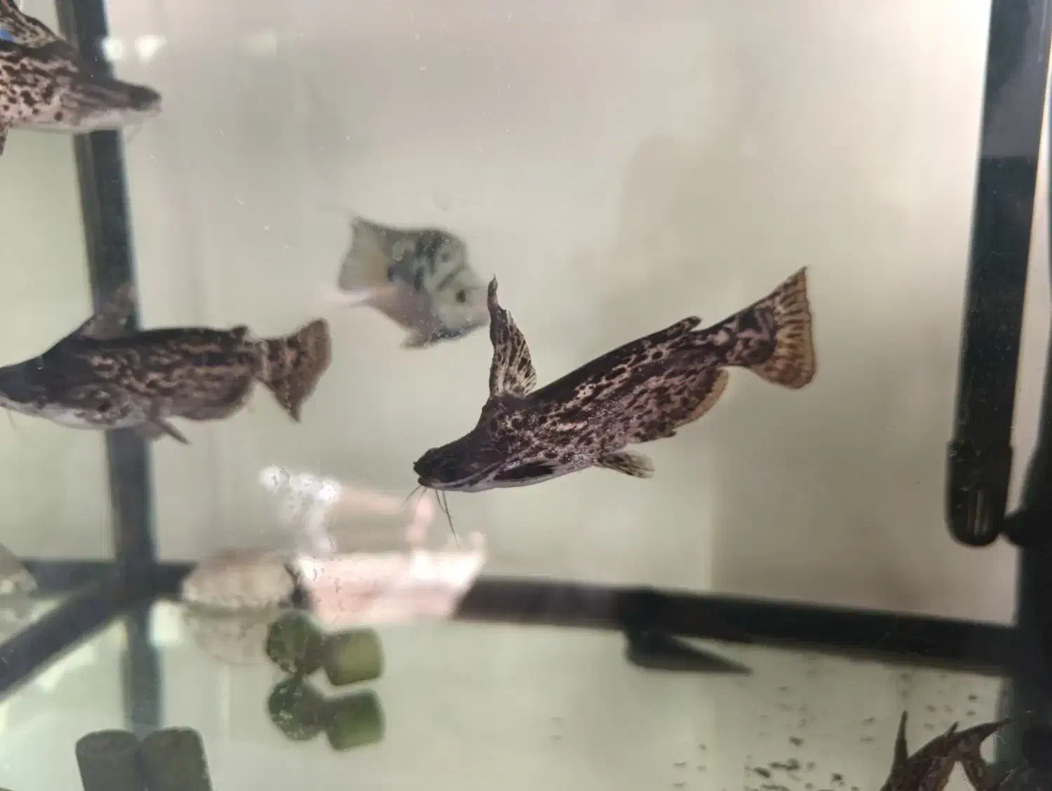 ماهی کت چوبی 6عدد|ماهی|اندیشه, اندیشه فاز ۴|دیوار