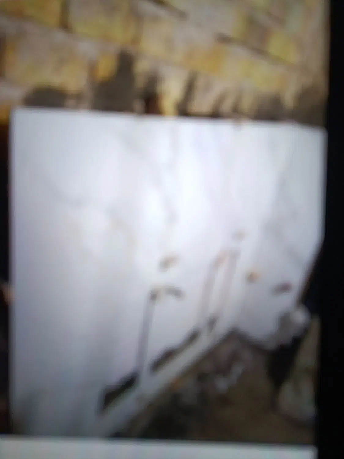 بنایی کاشری سرامیک|خدمات پیشه و مهارت|ملایر, |دیوار