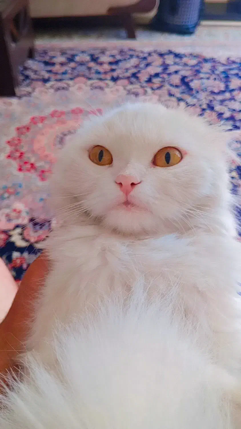 گربه پرشین|گربه|رفسنجان, |دیوار