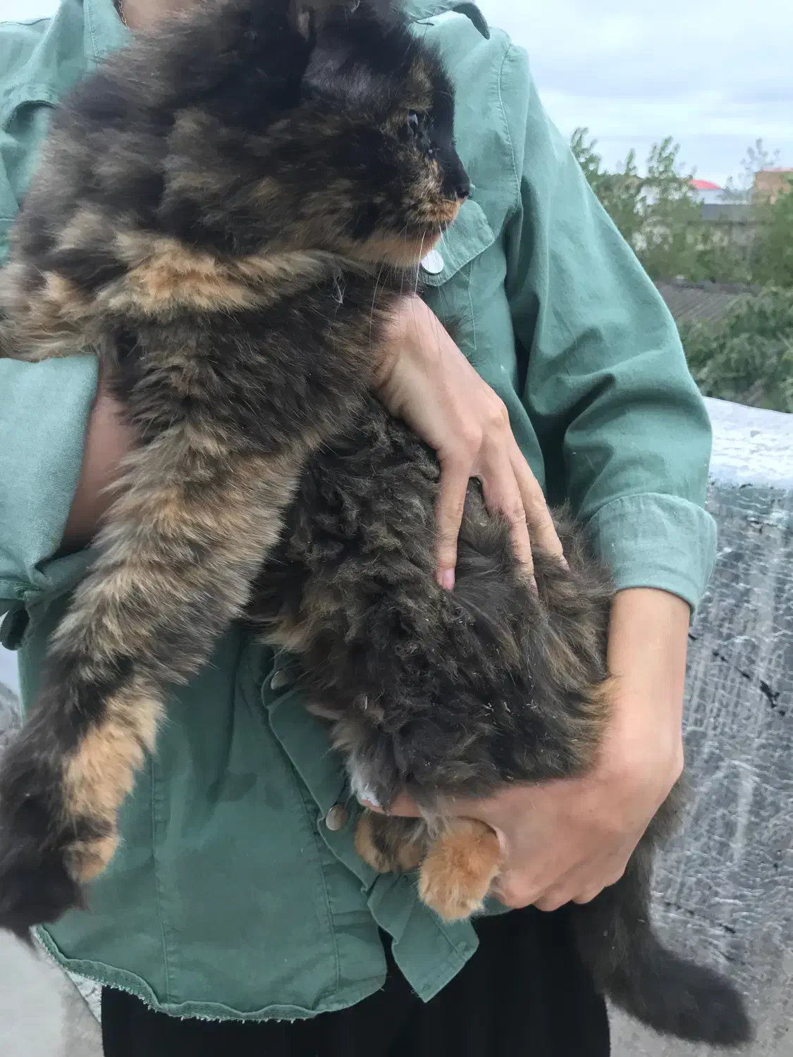 گربه بیریتیش ماده|گربه|ارطه, |دیوار