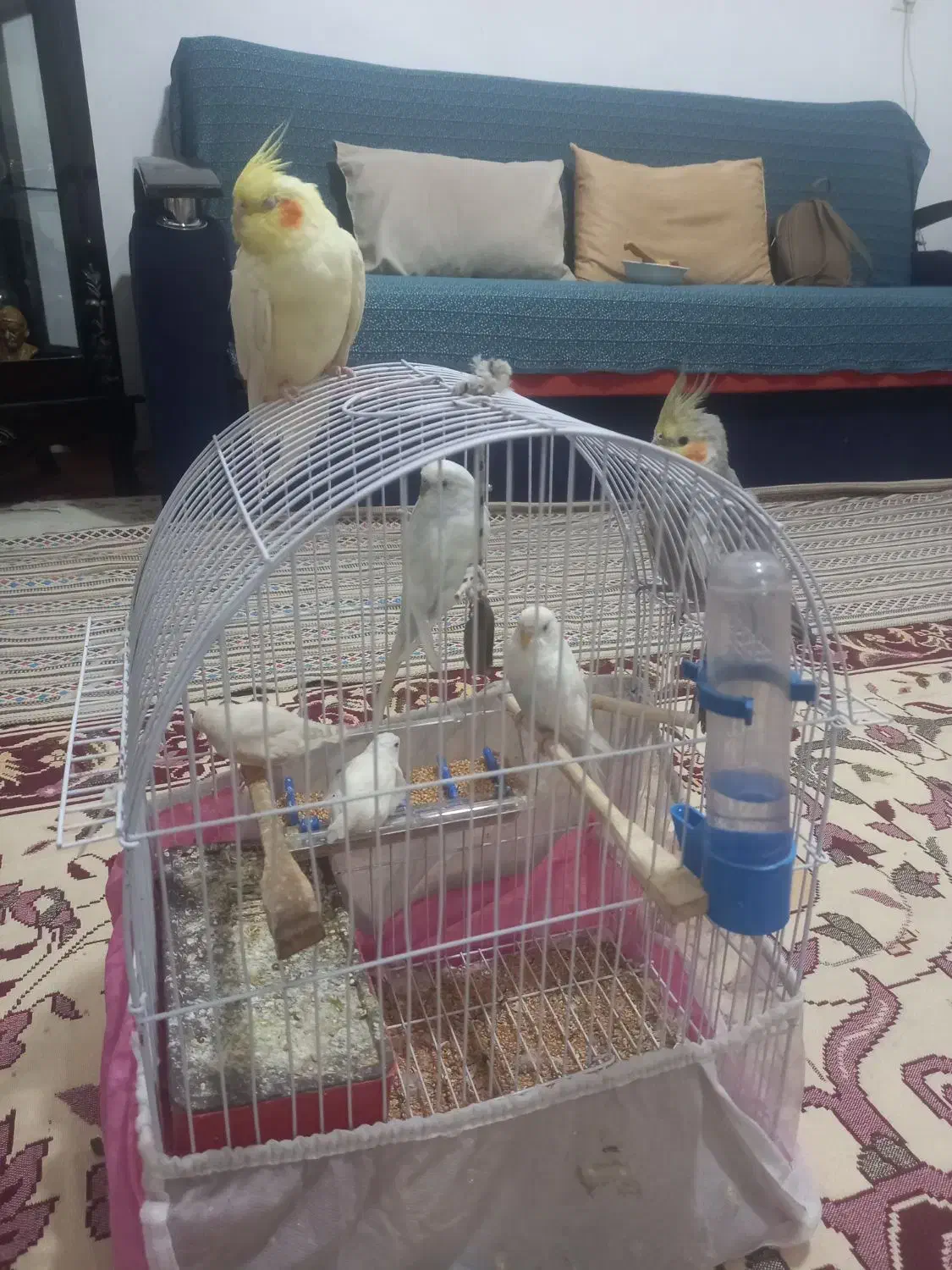 عروس هلندی مرغ عشق فنج|پرنده|تبریز, |دیوار