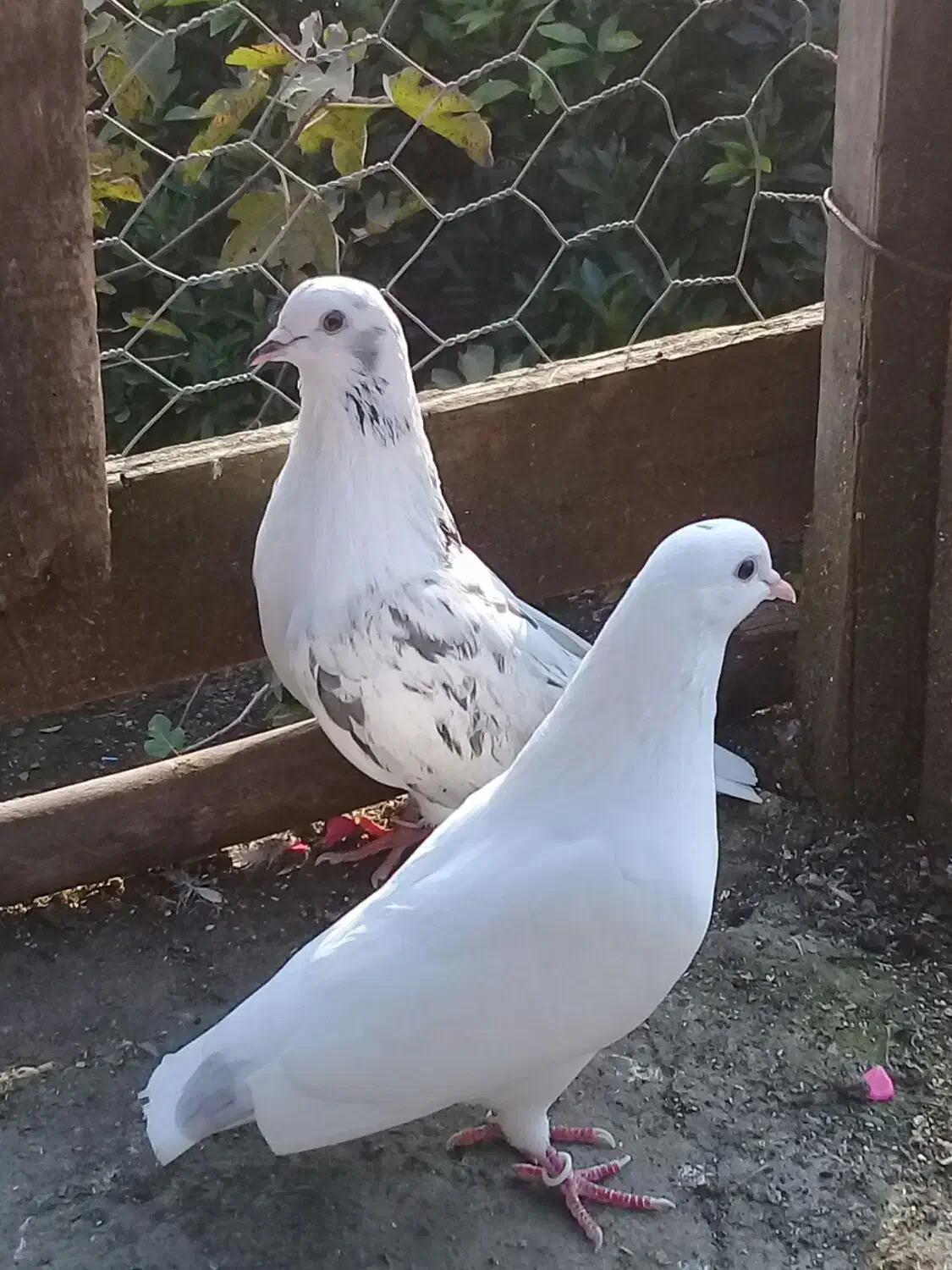 کبوتر پروازی|پرنده|رشت, گیل|دیوار