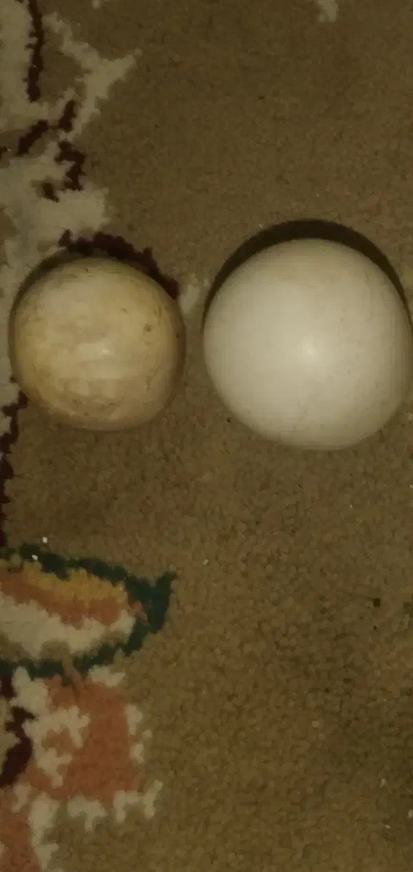 دوعدد سنگ آسیاب تست شده|جواهرات|تنکمان, |دیوار