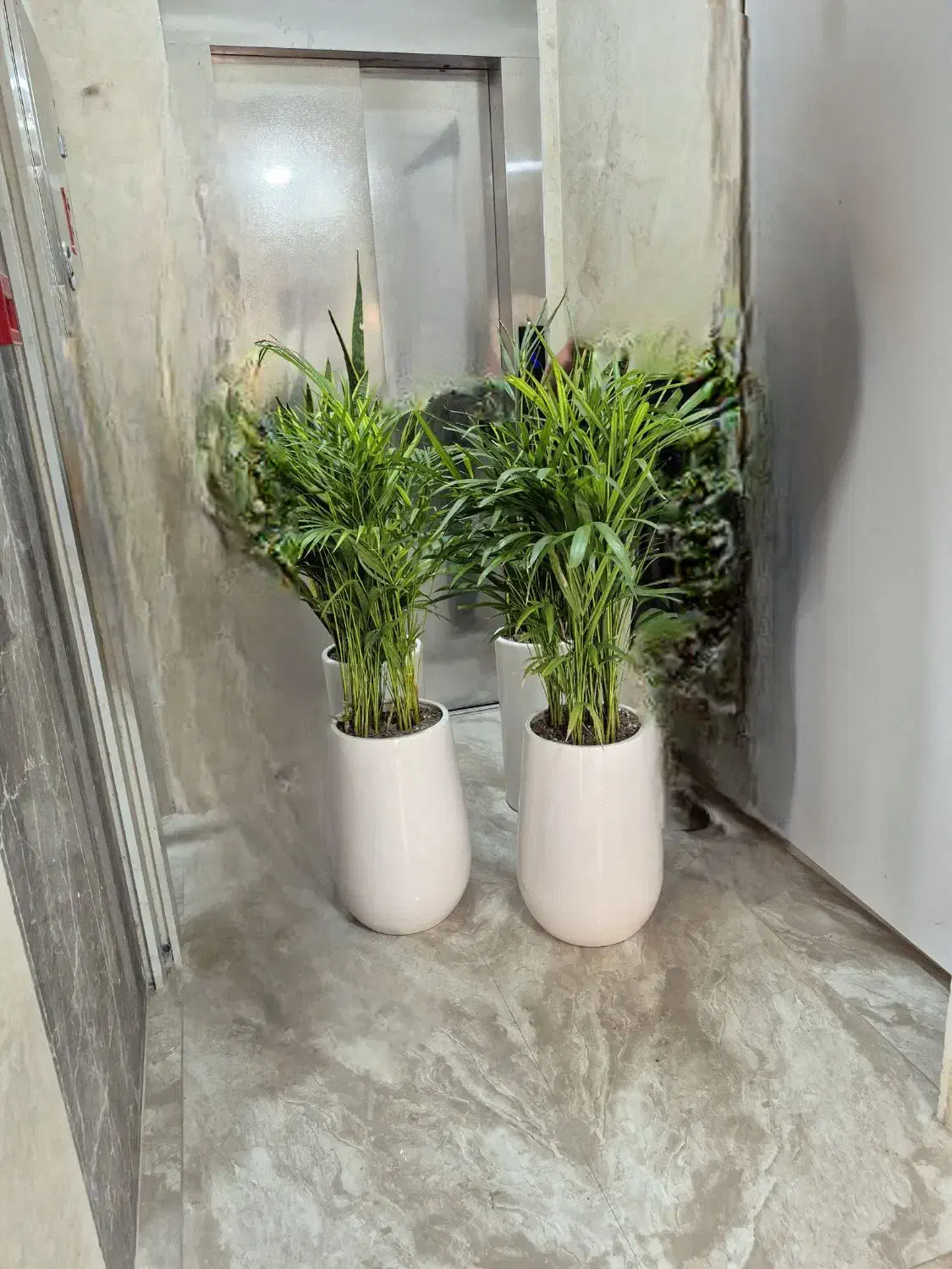 گل نخل اریکا *گلخانه من *|گل و گیاه طبیعی|بیرجند, |دیوار