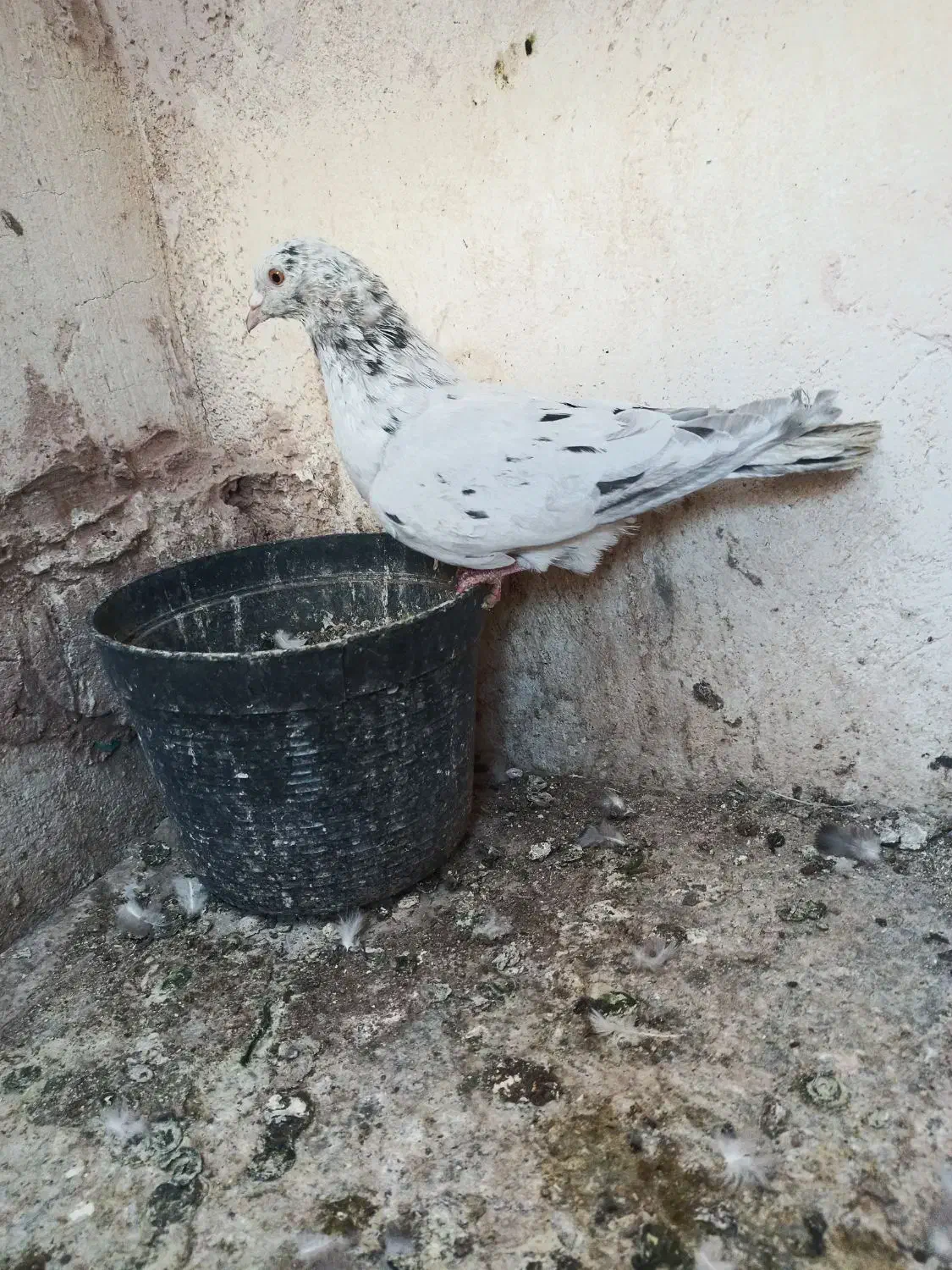 کفتر پرشی|پرنده|سبزوار, جهاد کشاورزی|دیوار