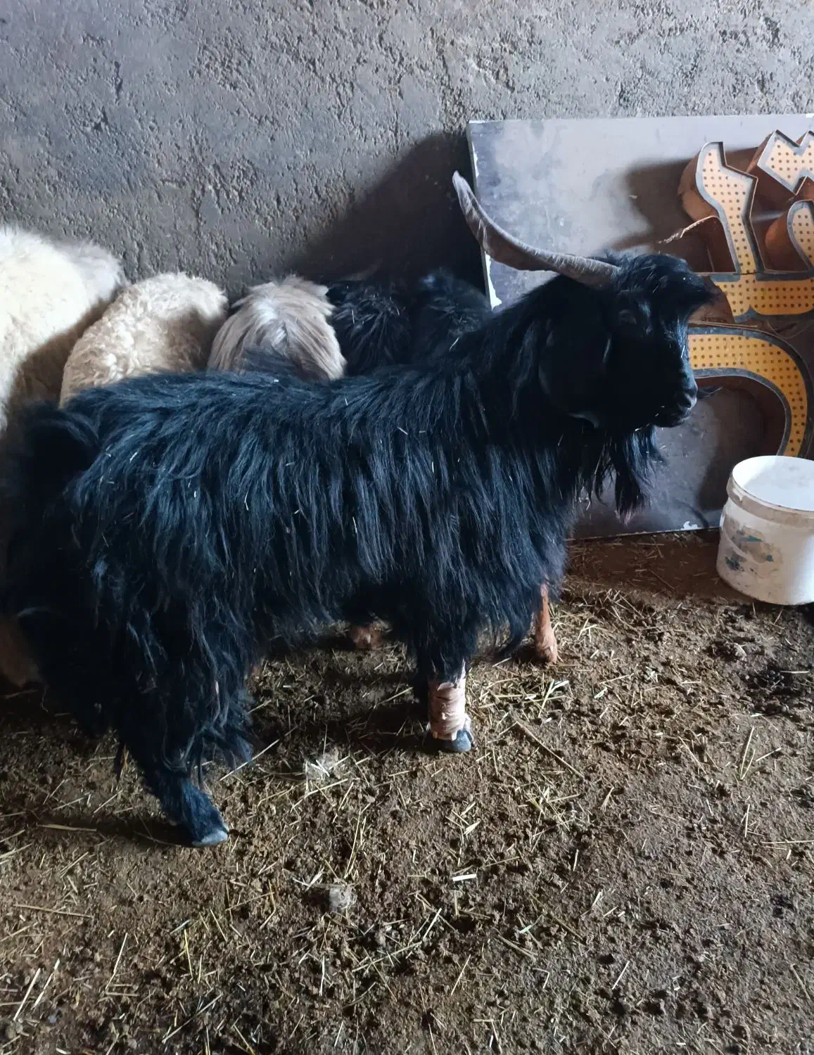 ساورین|حیوانات مزرعه|سیوان, |دیوار