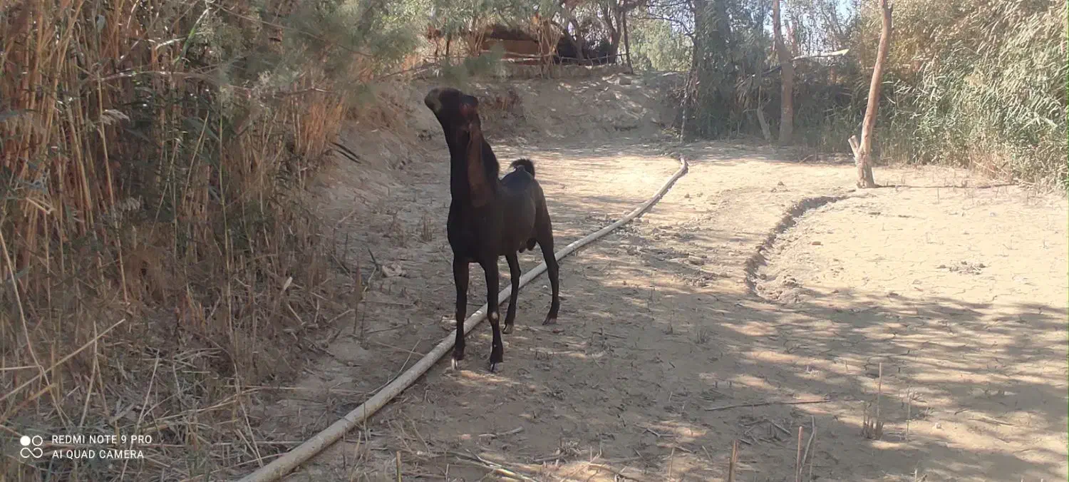 کعره|حیوانات مزرعه|زهک, |دیوار